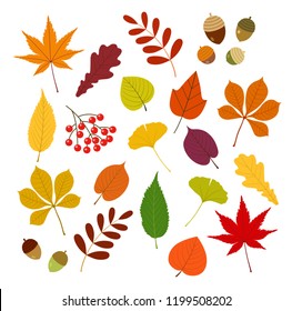 Autumn leaves and tree nuts set