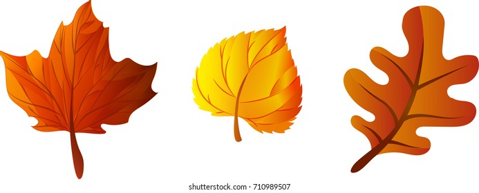 Hojas de árboles del otoño. Ilustración vectorial.