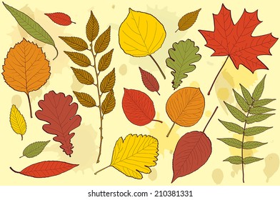 autumn leaves vector