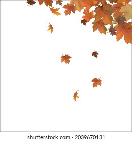 autumn leaves vector abstract frame