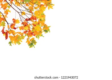 Autumn leaves vector background, autumn foliage on white graphic design.  Tree foliage vector october seasonal background.
