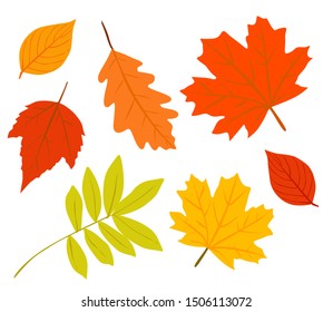 Autumn Leaves Vector Collection .