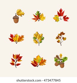 Autumn leaves vector collection isolated in cartoon style. Beautiful colorful leaves different type on autumn season.