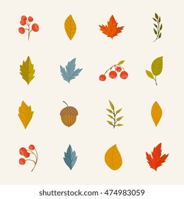 Autumn leaves vector collection isolated in cartoon style. Beautiful colorful leaves different type on autumn season.