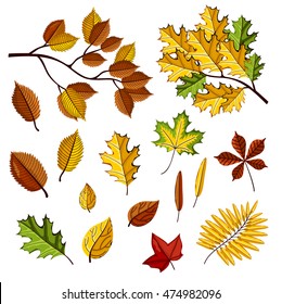 Autumn leaves vector collection. Vibrant autumn leaves isolated in cartoon style. Beautiful colorful leaves different type on autumn season.