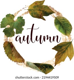 Autumn leaves in vector design. November. Fall. Falling leaves