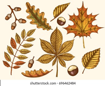 Autumn leaves. Vector Hand drawn colored maple, birch, chestnut, acorn, ash tree, oak. Sketch. Vintage