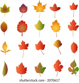  Autumn Leaves  - vector illustration