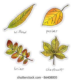 Autumn leaves, vector illustration