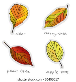 Autumn leaves, vector illustration