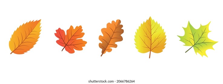 Autumn leaves, vector illustration, banner. Set of autumn leaves isolated on white background, cut out, clip.