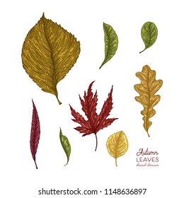 Autumn leaves vector illustration. Isolated on white background.