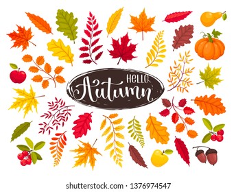 Autumn leaves vector illustration isolated on white background. Maple and oak leaf, pear and apples, cranberry and pumpkin .