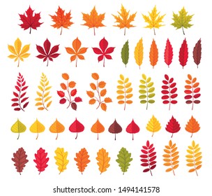 Autumn leaves vector illustration set  Colorful   bright cartoon style   Maple   oak  rowan   birch  poplar   chestnut tree leaf isolated white background 