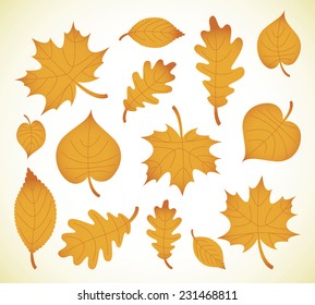 Autumn leaves. Vector illustration. Set