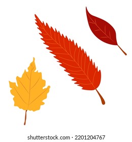 Autumn Leaves Vector Illustration. Autumn leaves. Top view of fall tree leaf. Flat vector.