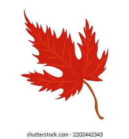 Autumn Leaves Vector Illustration. Autumn leaves. Top view of fall tree leaf. Flat vector.