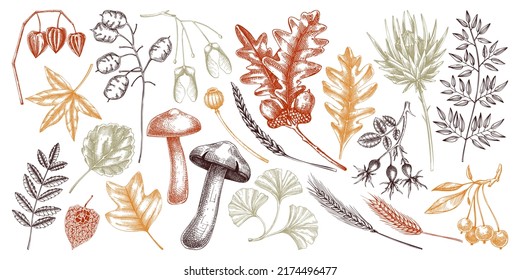 Autumn leaves vector illustrations. Dried flowers sketches collection. Hand-drawn dried herbs, fall leaves, mushrooms, and fruit drawings isolated on white. Thanksgiving background design elements