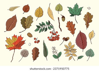 Autumn leaves vector illustrations set.