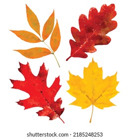 Der Herbst hinterlässt ein Vektorbild. Reihe von Blättern auf weißem Hintergrund. Illustration mit roten Blättern. Herbstdekoration. Ahornblattbild. Aquarell handgezeichnet. Clipkunst für Logo, Karte und Dekoration.