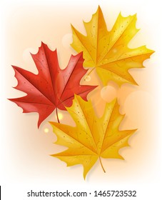 Autumn leaves Vector realistic isolated. Fall background decor