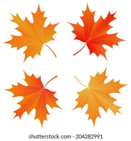 Autumn leaves vector set, colorful maple leaves isolated on white, fall season nature design, orange yellow red foliage, realistic flat illustration for decoration, background and seasonal projects