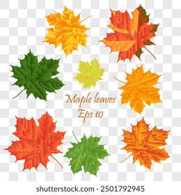 Autumn leaves vector set for fall seasonal elements with maple and oak leaf isolated . Vector illustration. Eps 10