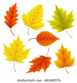 Autumn leaves vector set for fall seasonal elements with maple and oak leaf in colors isolated in white background. Vector illustration.
