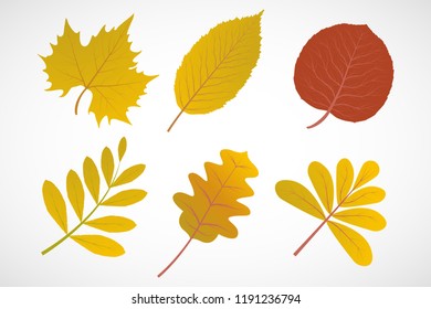 Autumn leaves vector set, illustration, eps file