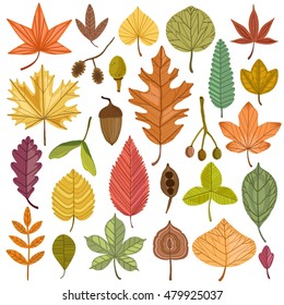 Autumn leaves vector set isolated on white background