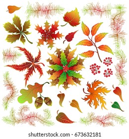 Autumn leaves vector set isolated on white background.