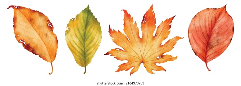 Autumn leaves watercolor illustration  for Decorative element