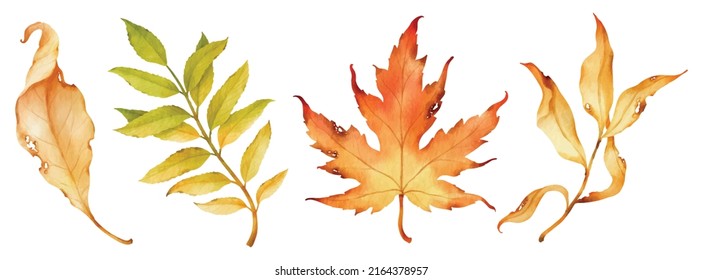 Autumn leaves watercolor illustration  for Decorative element