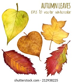 autumn leaves a watercolor on a white background. vector illustration