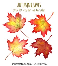 autumn leaves a watercolor on a white background. vector illustration