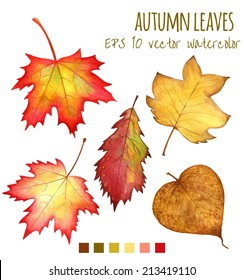 autumn leaves a watercolor on a white background. vector illustration