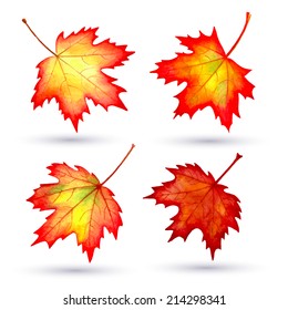 autumn leaves a watercolor on a white background. vector illustration