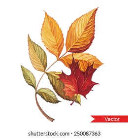 autumn leaves a watercolor on a white background. vector illustration, isolated