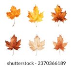 autumn leaves watercolor set, set of autumn maple leaves