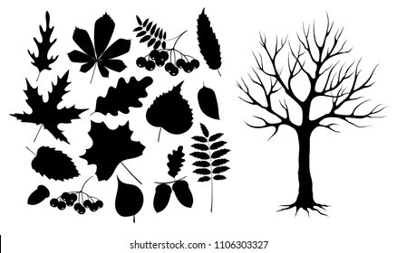 Autumn leaves and wood black silhouette. Set of autumn leaves, berries, nuts and tree isolated. Black silhouette on a white background.Vector illustration 