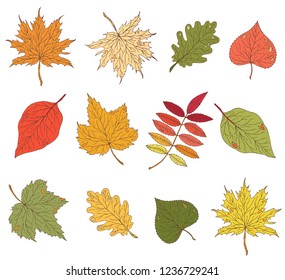 Autumn leavs set. Vector illustration. Isolated.