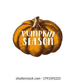 Autumn lettering calligraphy phrase - Pumpkin Season. Hand made motivation quote. Hand drawn pumpkin isolated on white. Sketch, Engraving. Vector design