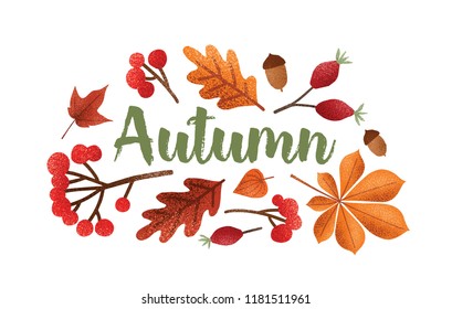 Autumn lettering handwritten with beautiful cursive calligraphic font decorated with fallen tree leaves, acorns, berries. Seasonal composition isolated on white background. Vector illustration.