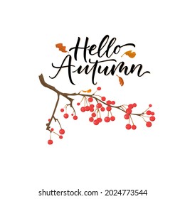 Autumn lettering Hello autumn with berries on a branch drawing. Modern brush calligraphy. Handwritten vector illustration isolated on white background for cards, posters, banners, logo, tags.