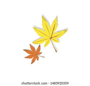 Autumn litchi maple isolated on a white background.