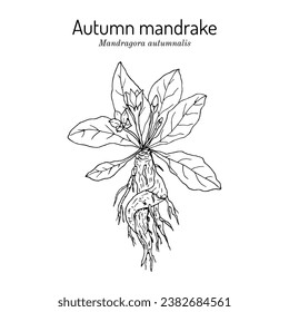 Autumn mandrake (Mandragora autumnalis), medicinal plant. Hand drawn botanical vector illustration