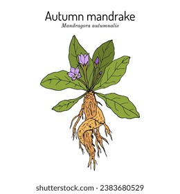 Autumn mandrake (Mandragora autumnalis), medicinal plant. Hand drawn botanical vector illustration