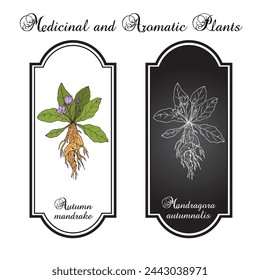 Autumn mandrake (Mandragora autumnalis), medicinal plant. Hand drawn botanical vector illustration