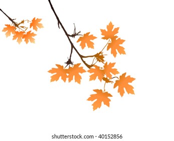 autumn maple