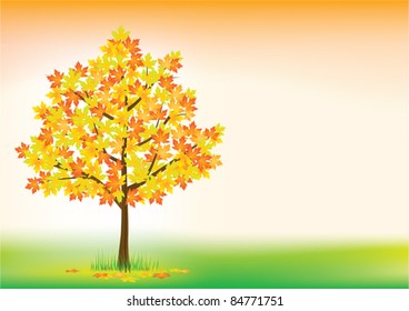 Autumn maple